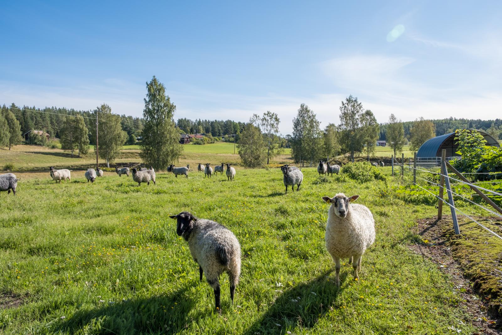 Betande får