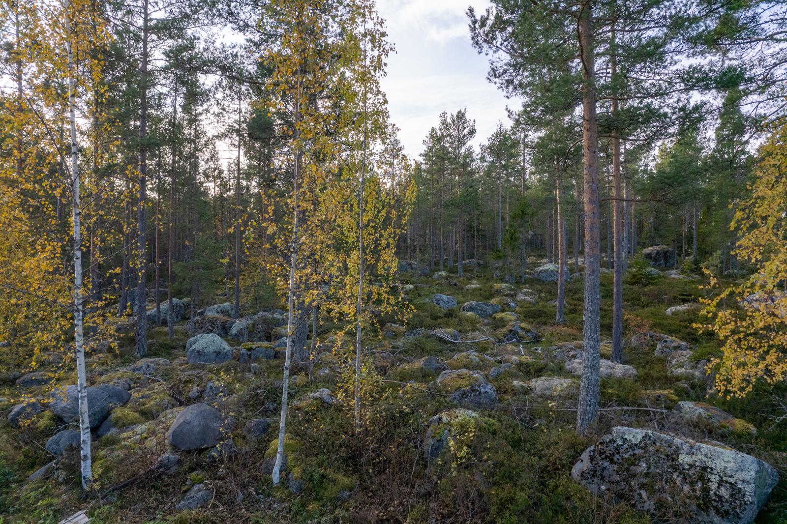 DJI_0008