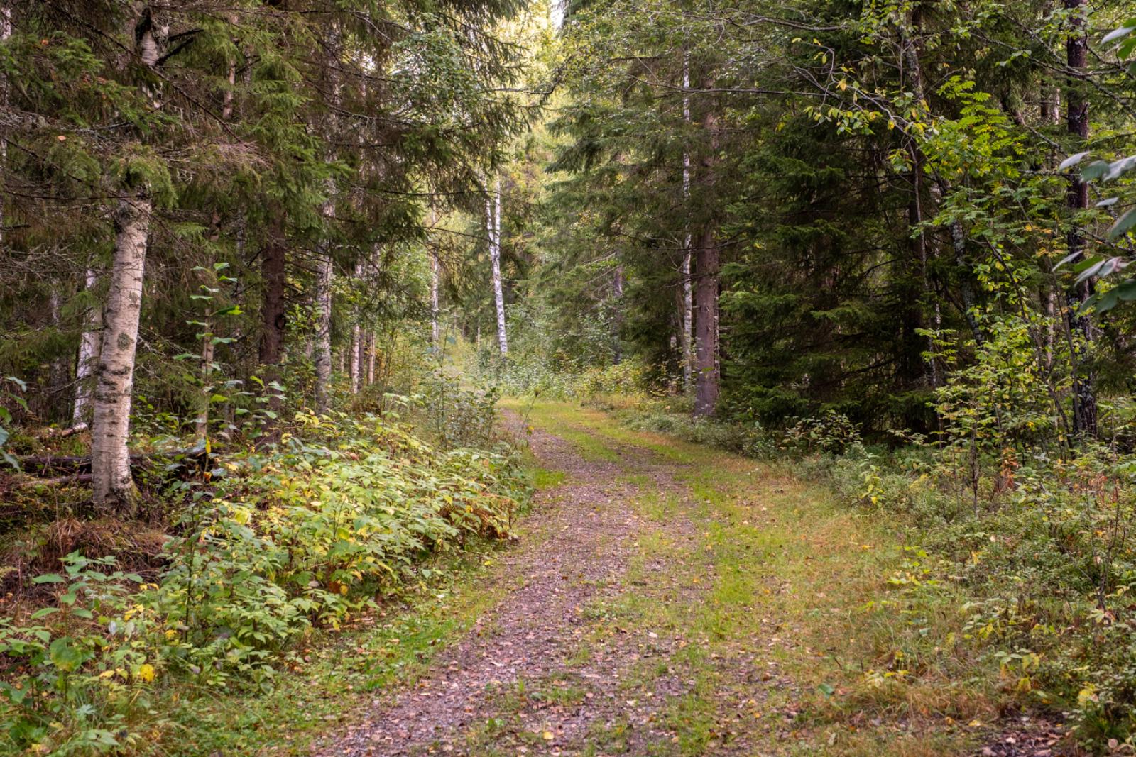 Vägen till fastigheten