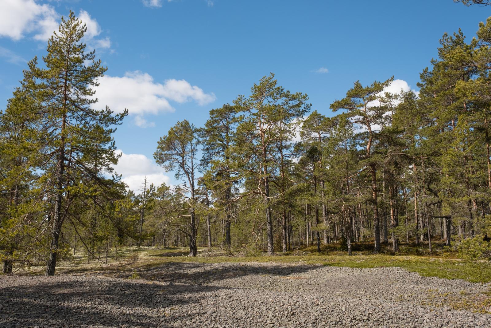 I området