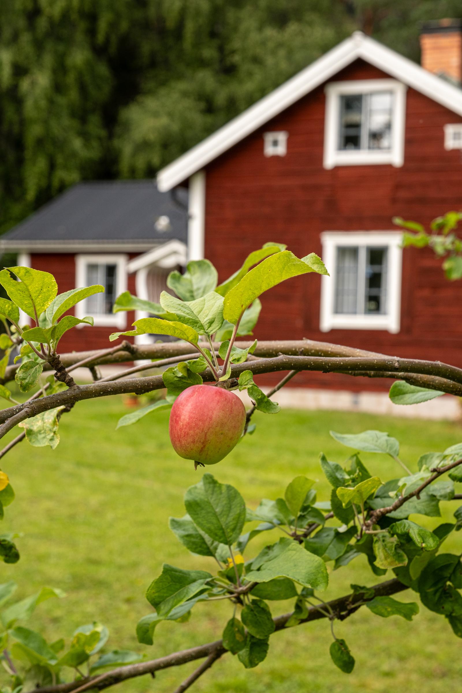 Trädgården bjuder på äppelträd!