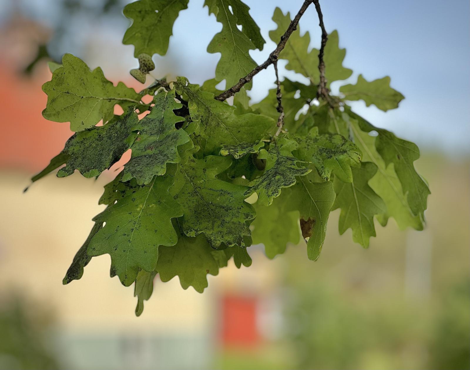 Detaljbild (säljarens bild)