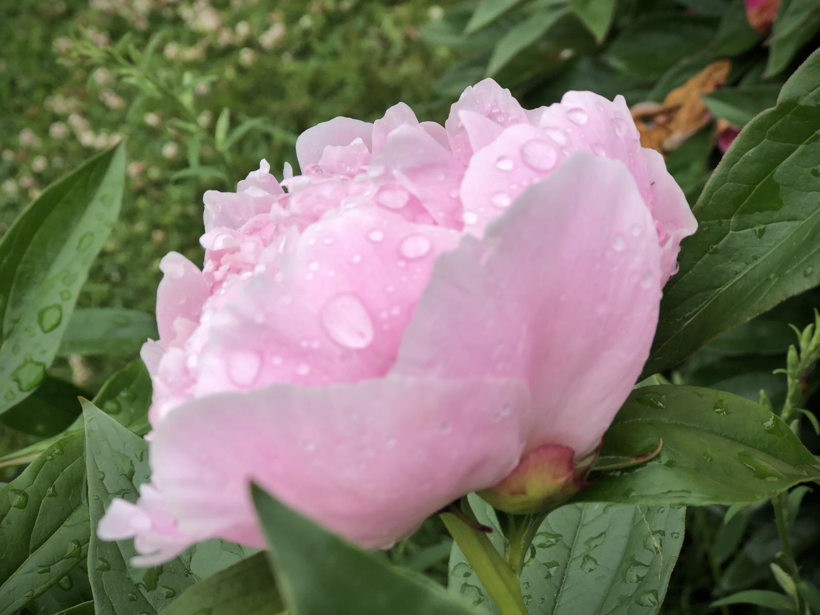 Detaljbild (säljarens bild)