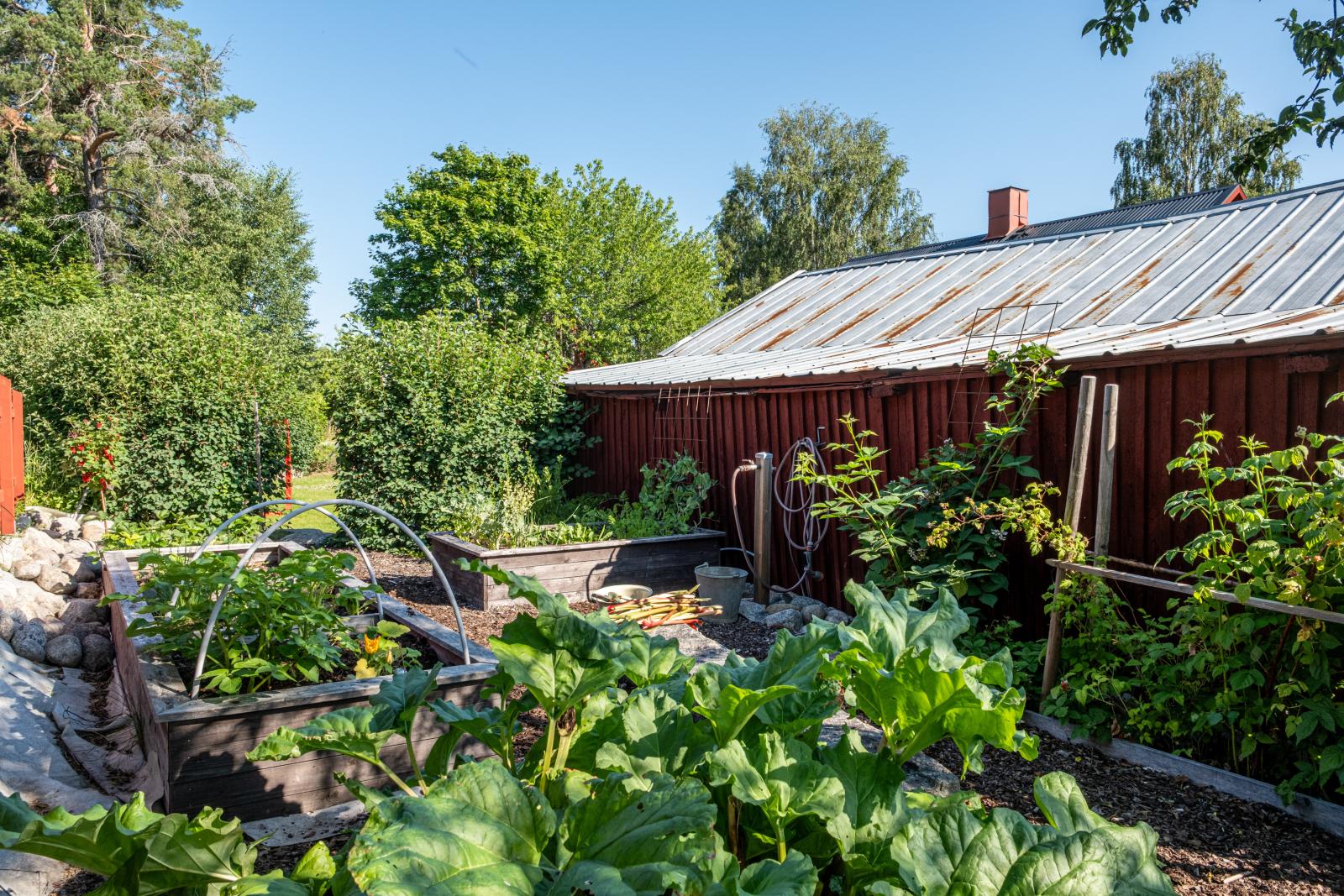 Uppvuxen trädgård