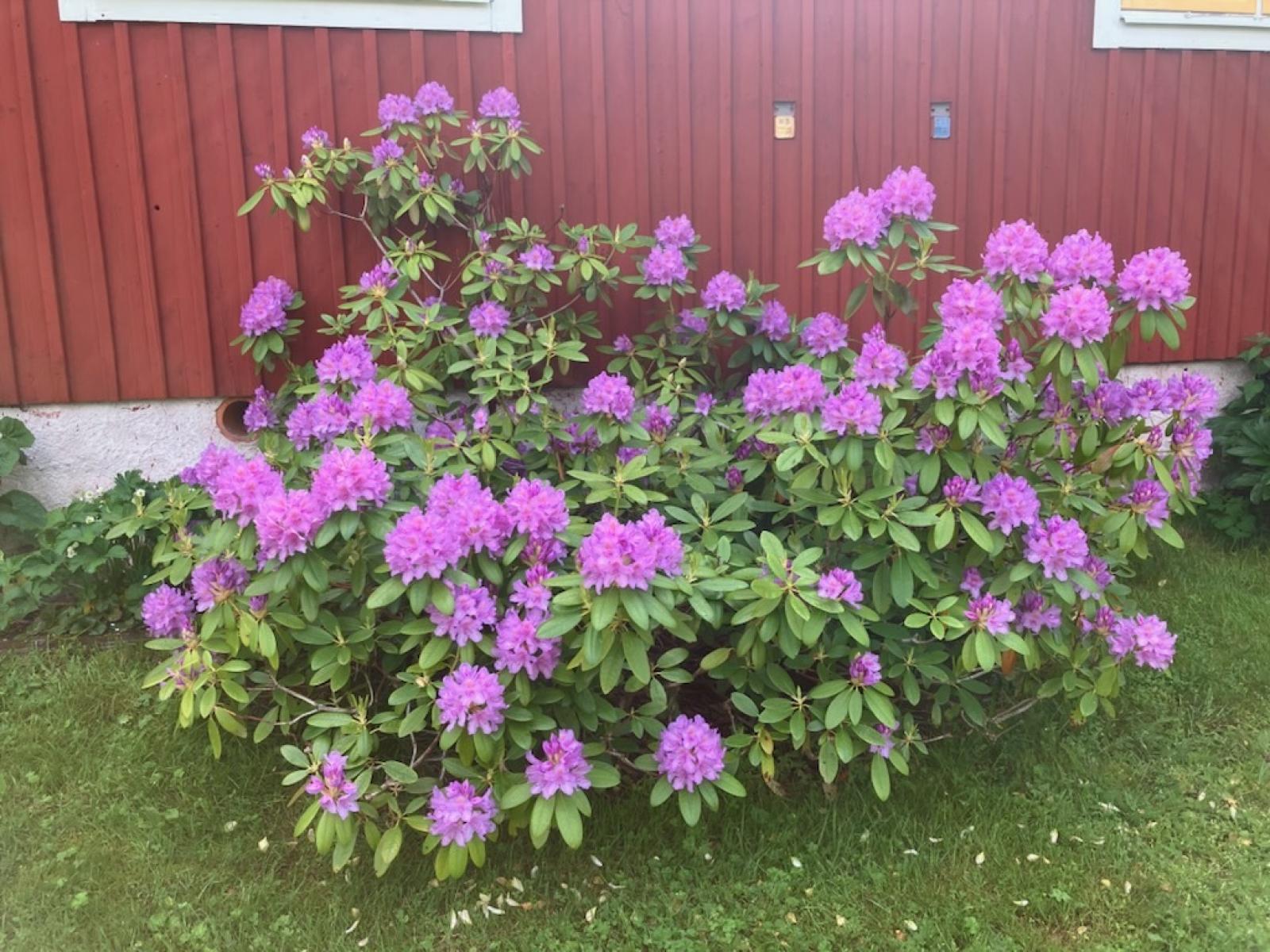 Blomster (Säljarens bild)