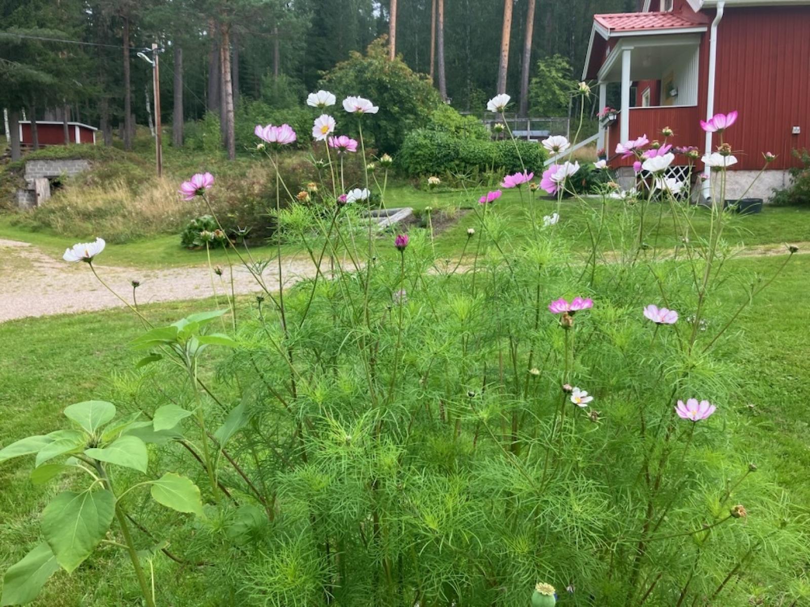 Blomster (säljarens bild)