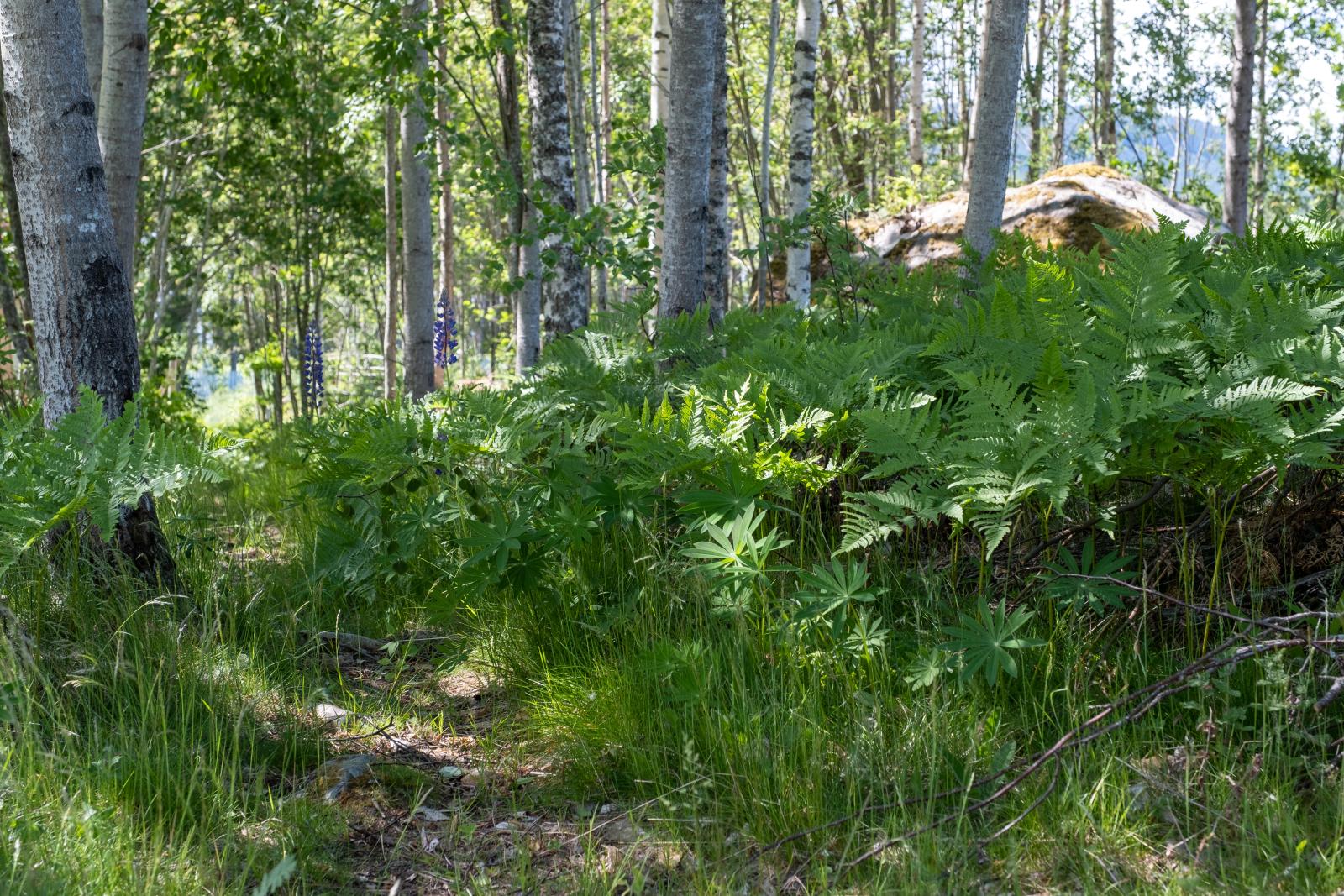 Stigen ner till stranden från huset