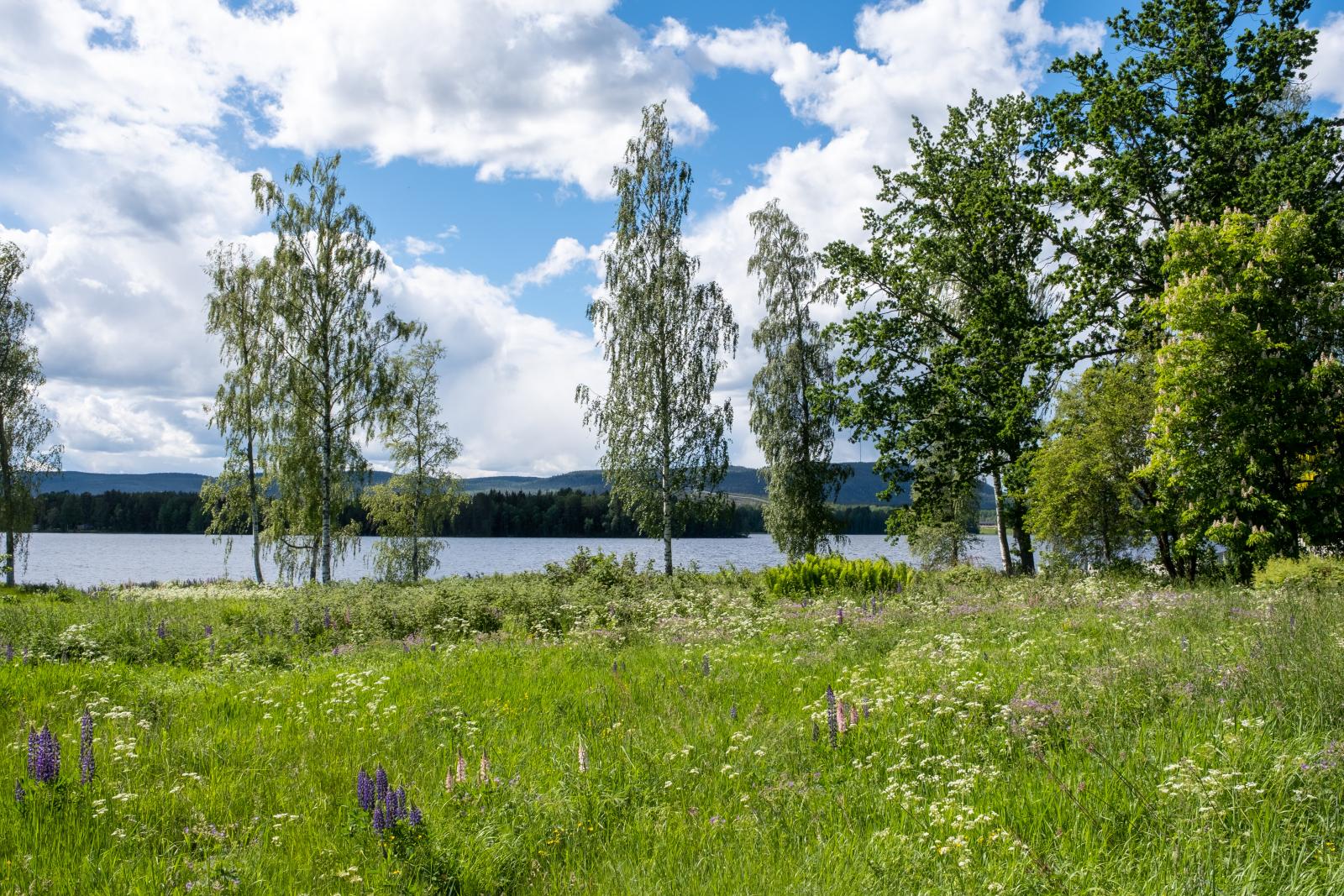 Området nedanför huset