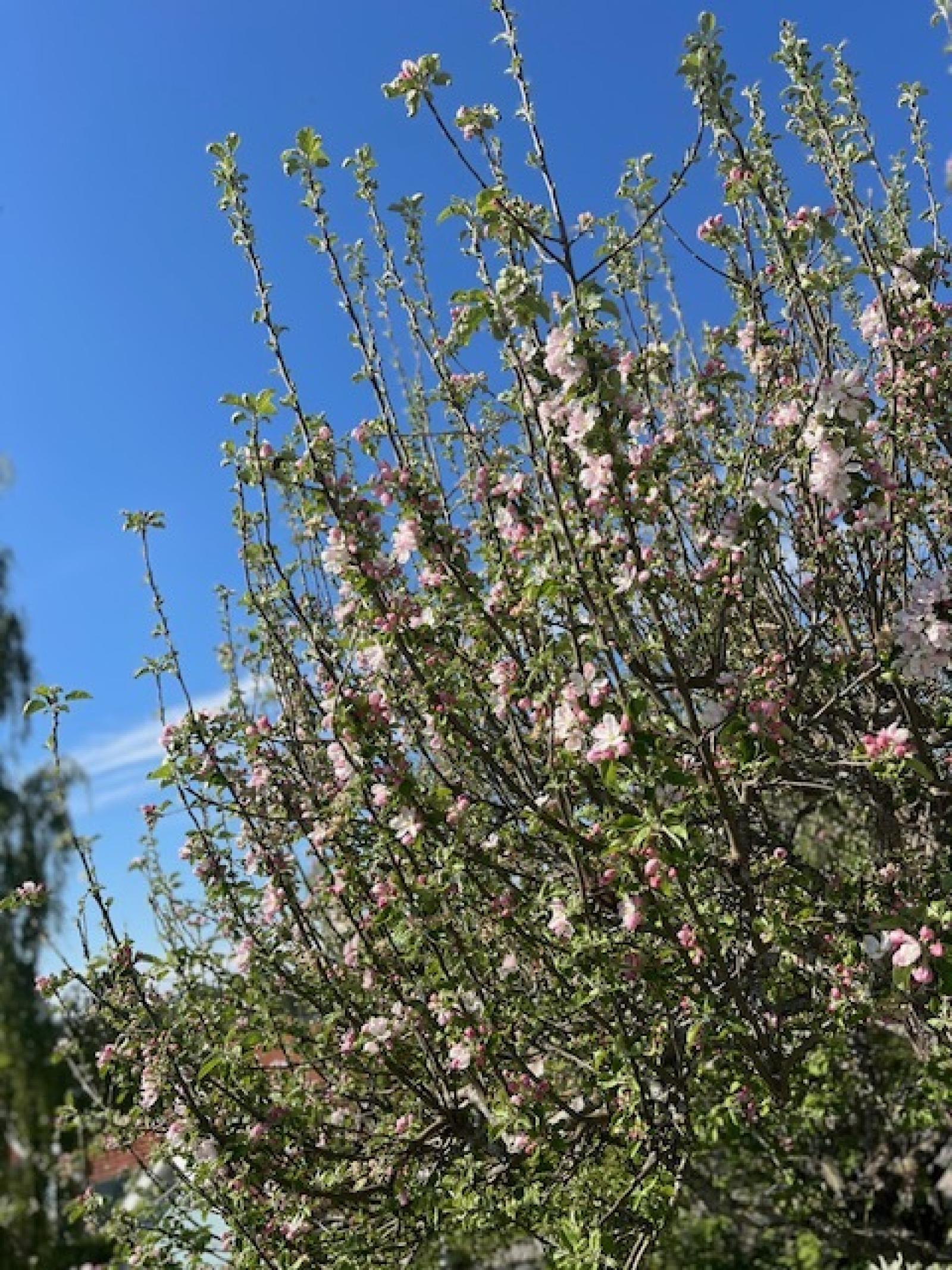 I trädgården