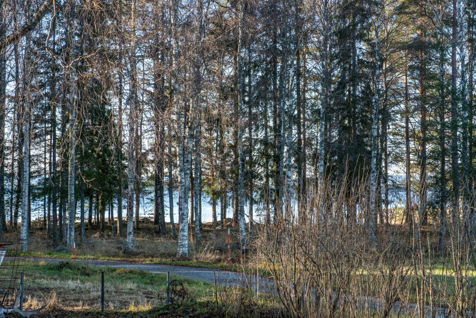 Södra dellen glittrar mellan träden