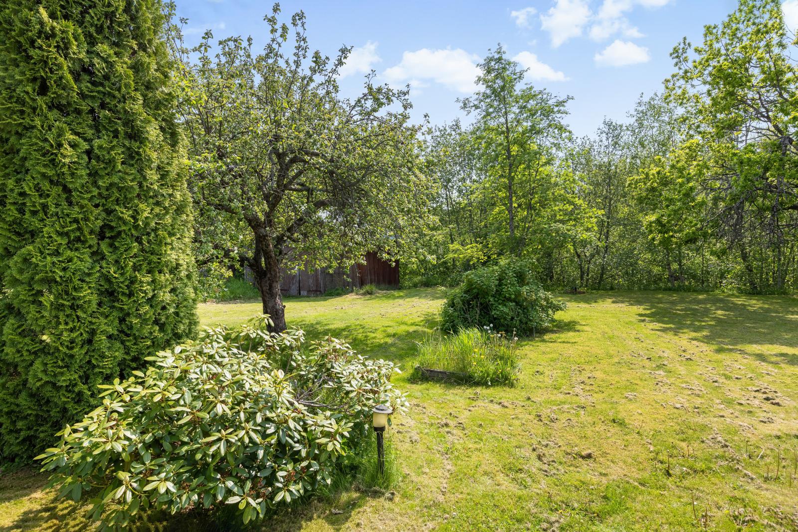 Uppvuxen trädgård