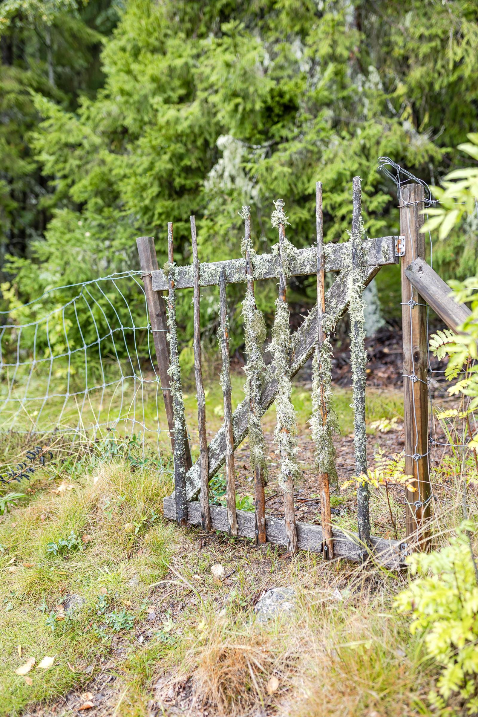 Detalj mot skogsbrynet