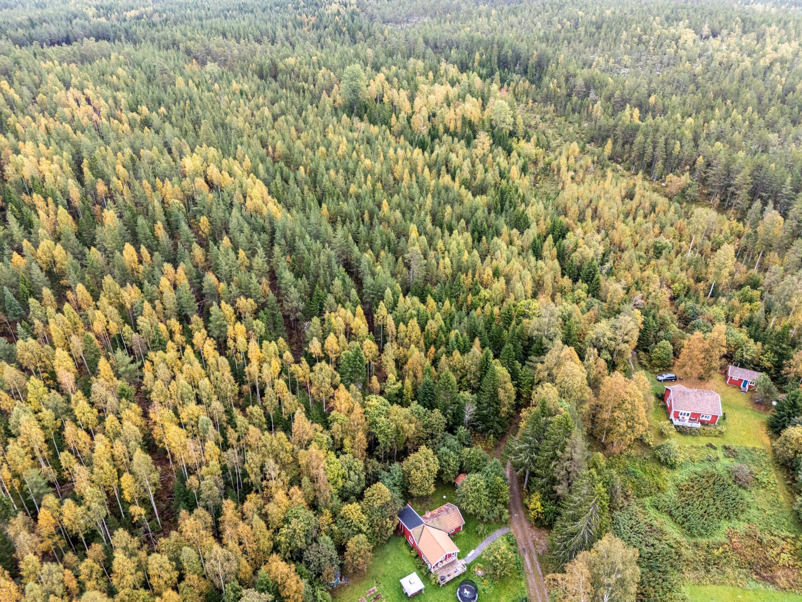 Skogsmarken