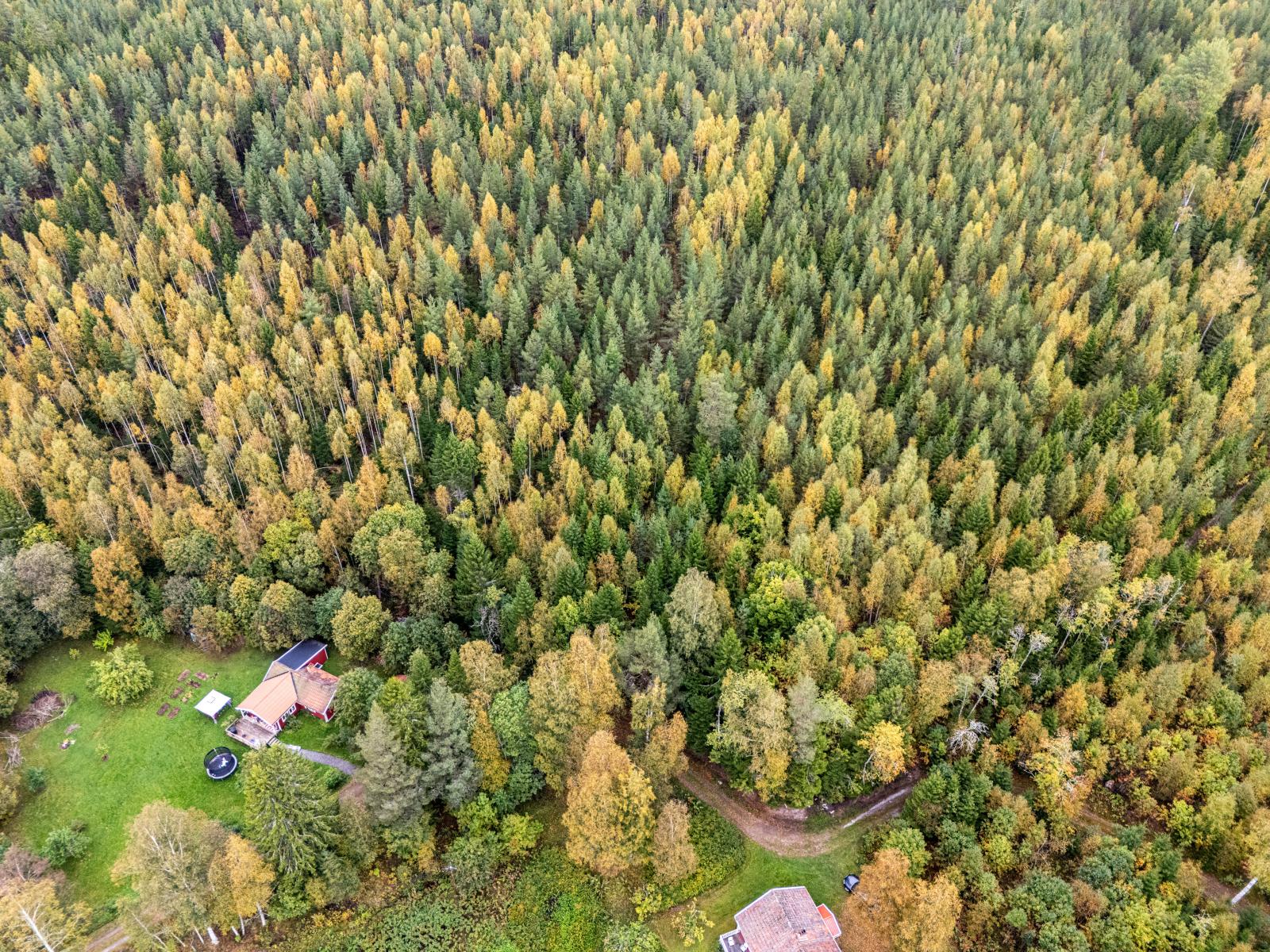 Flygfoto över skogsmarken