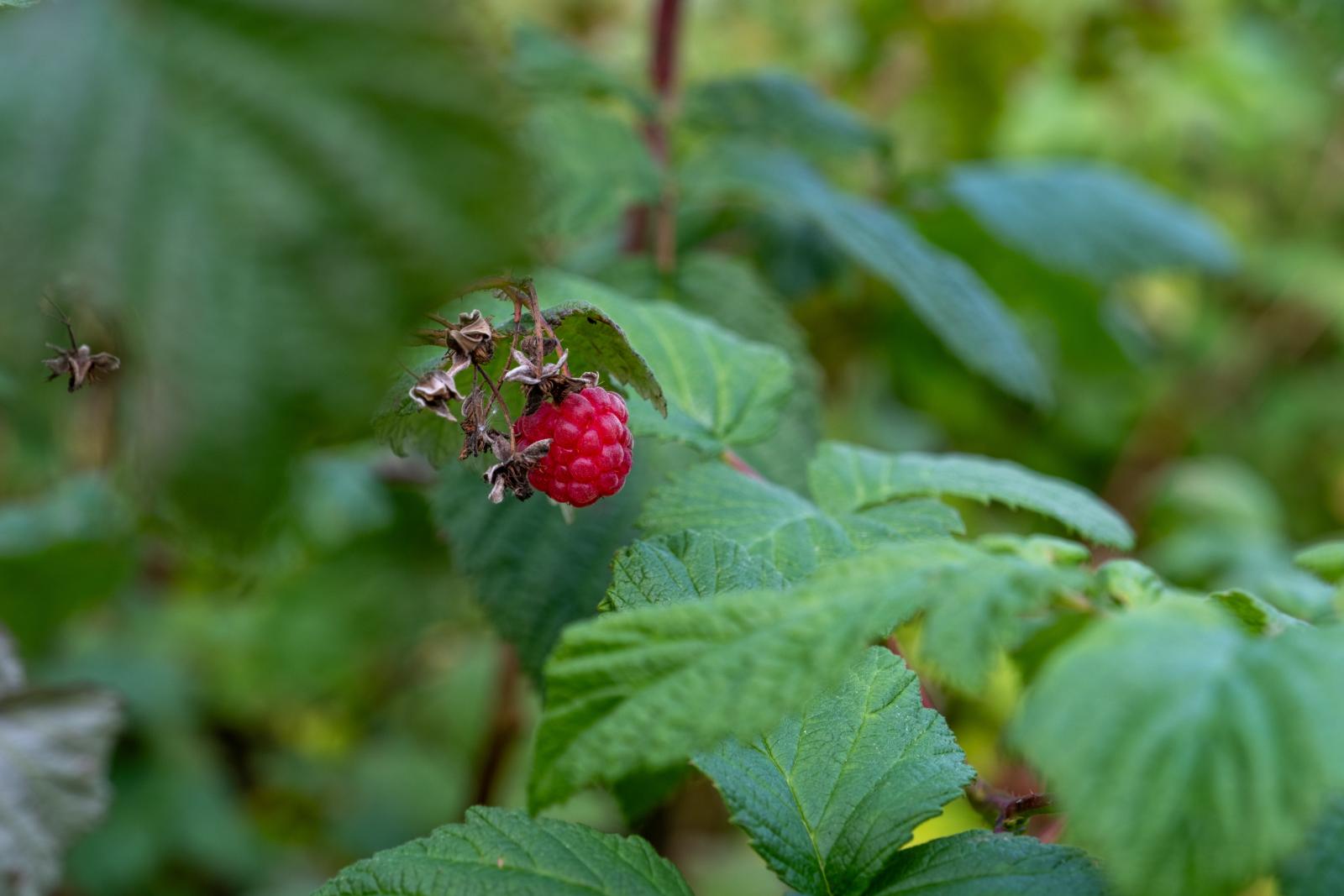 Detaljbild