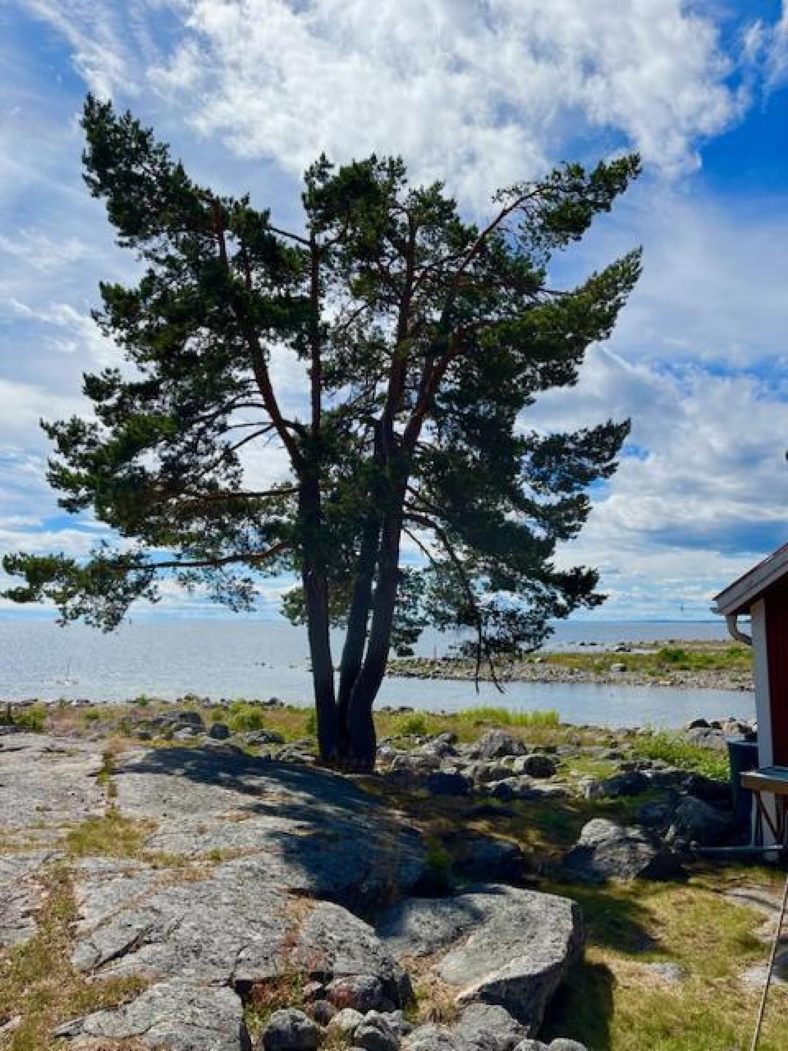 I området