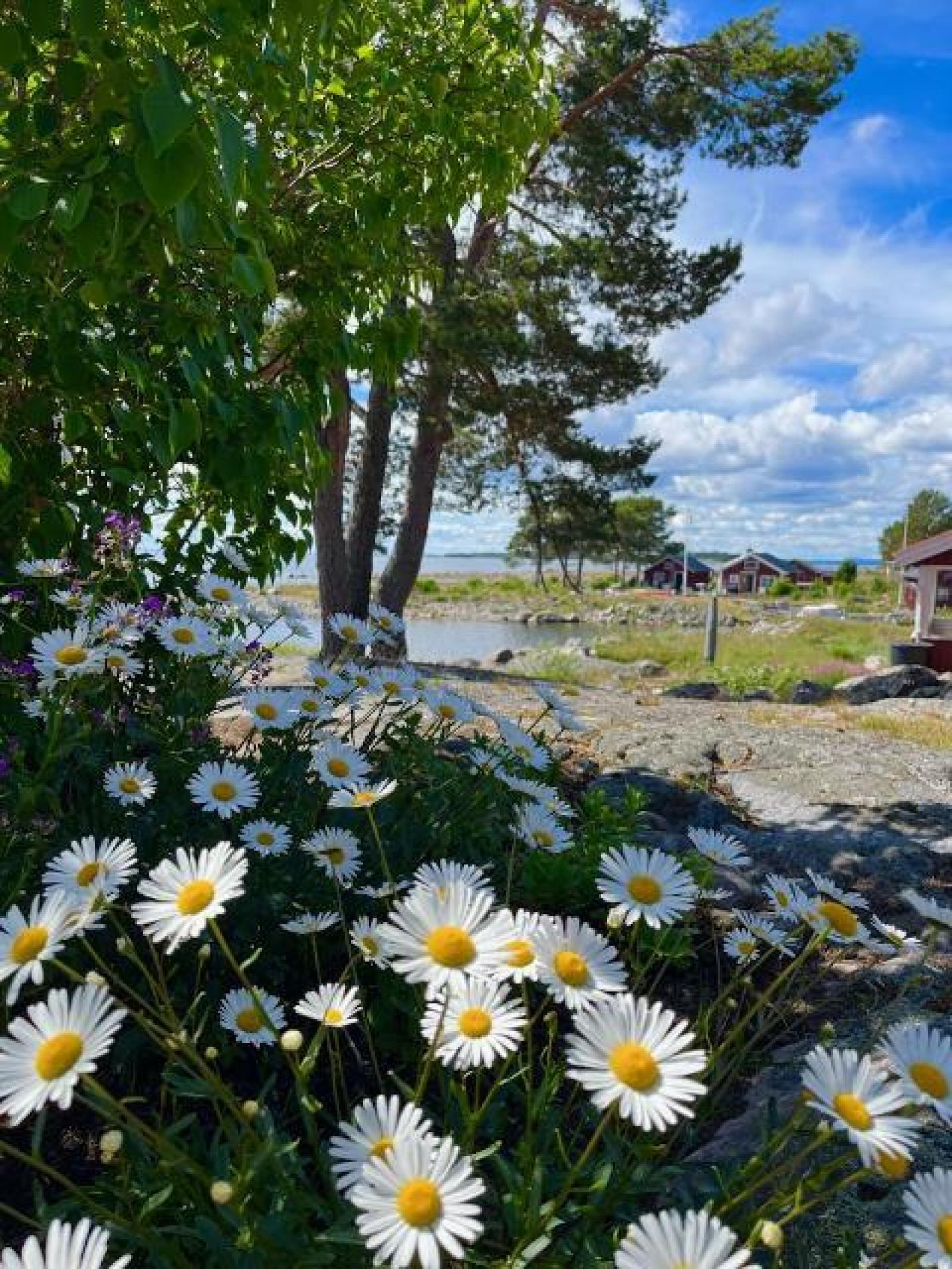 I området