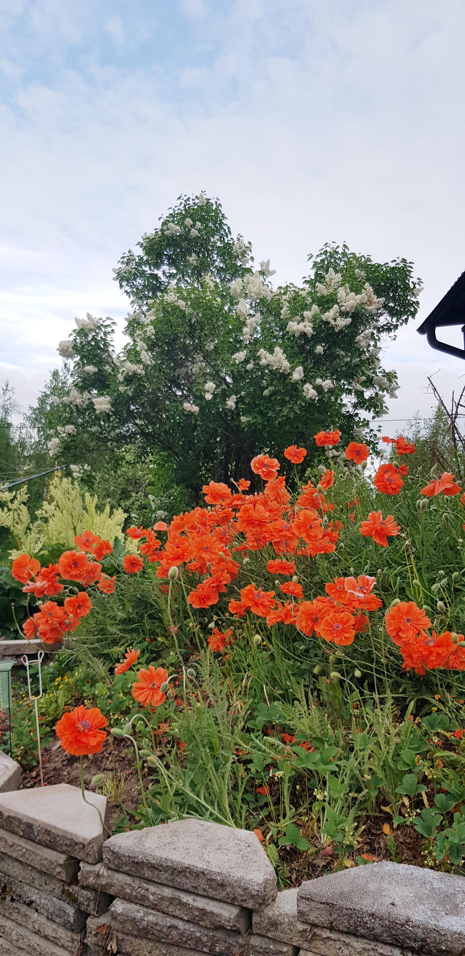 Säljarens sommarbilder