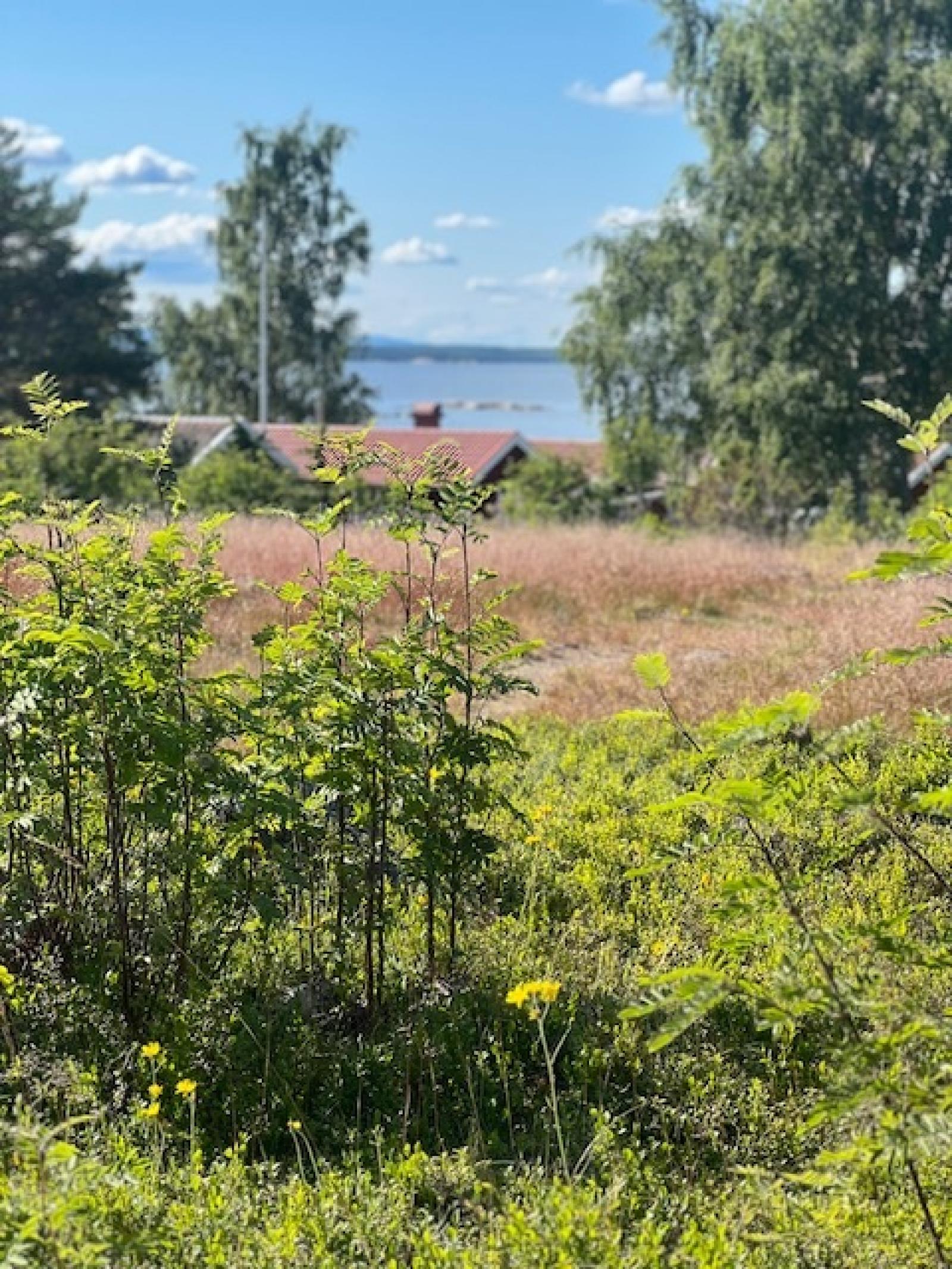 På ön