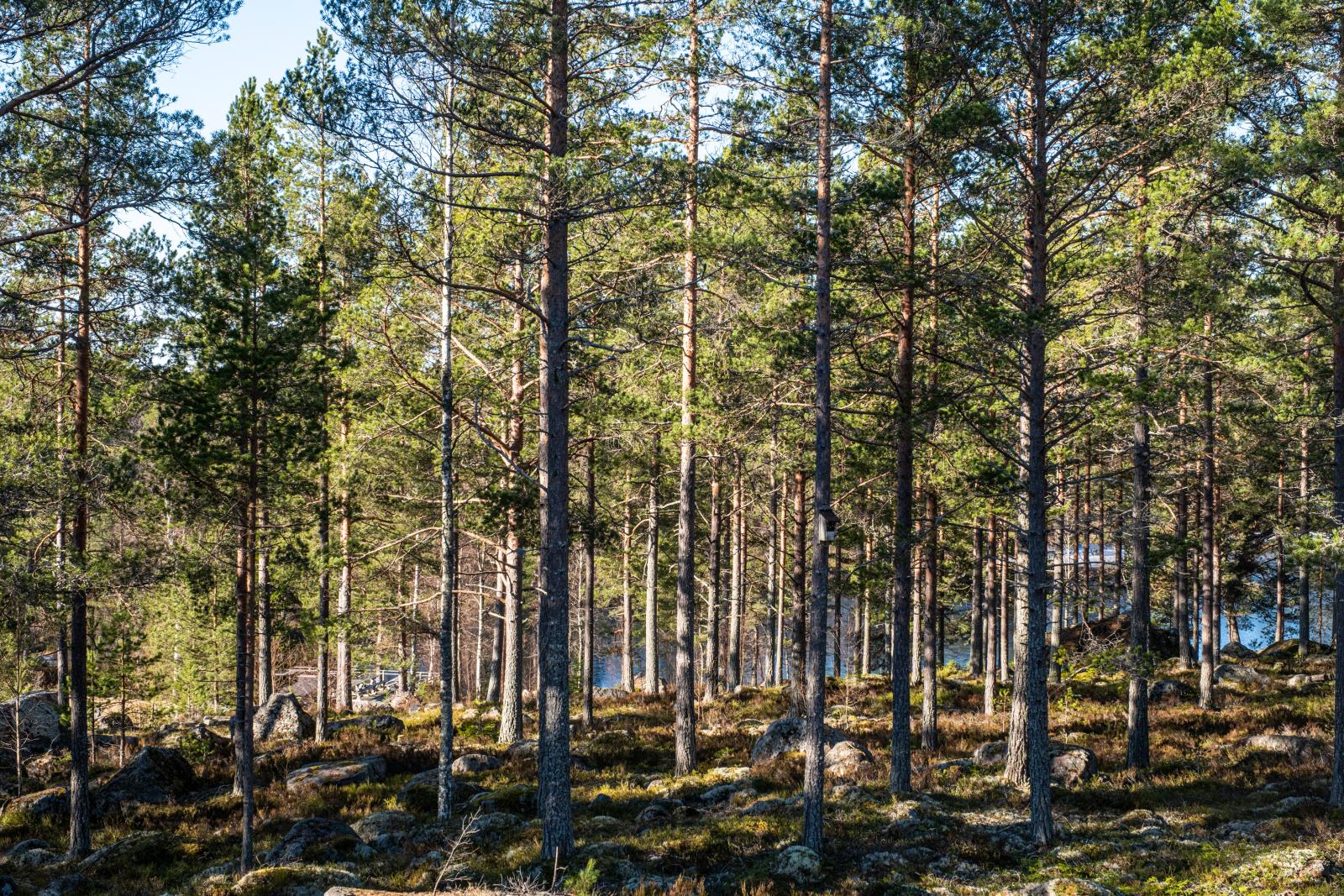 Naturtomt mot allmänning