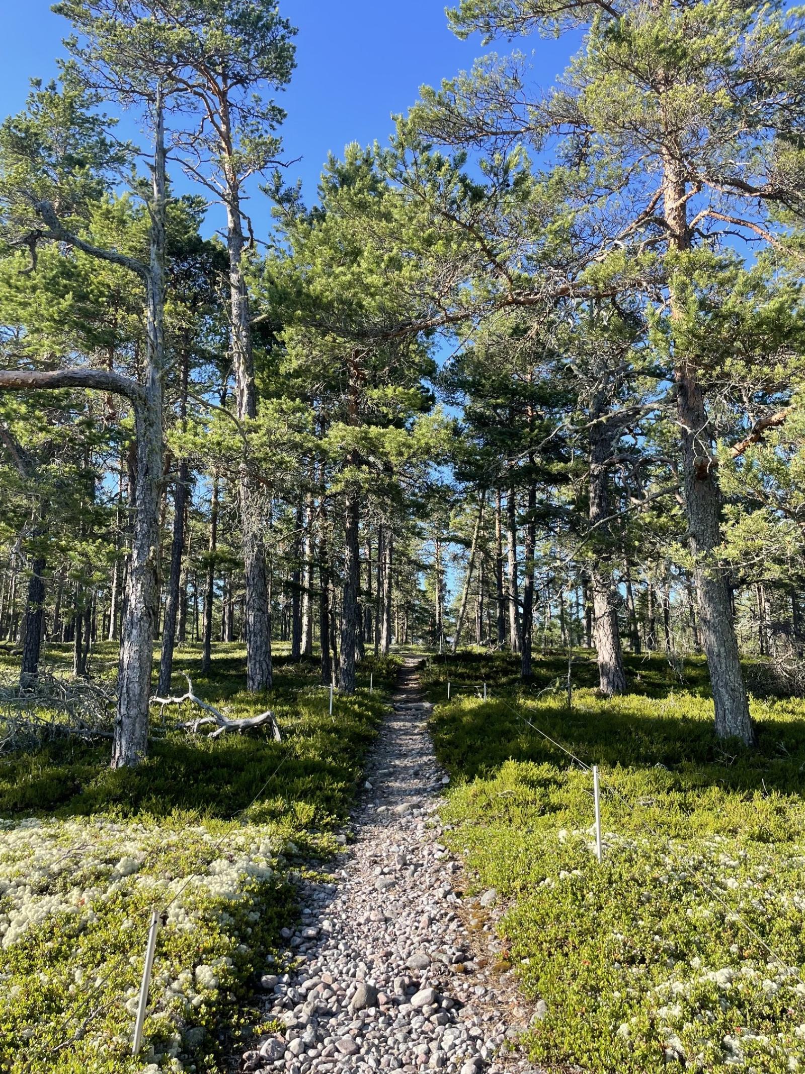 Naturreservatet