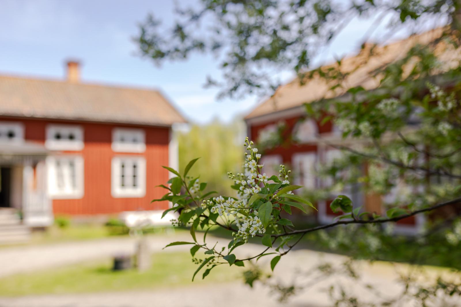 Från trädgården