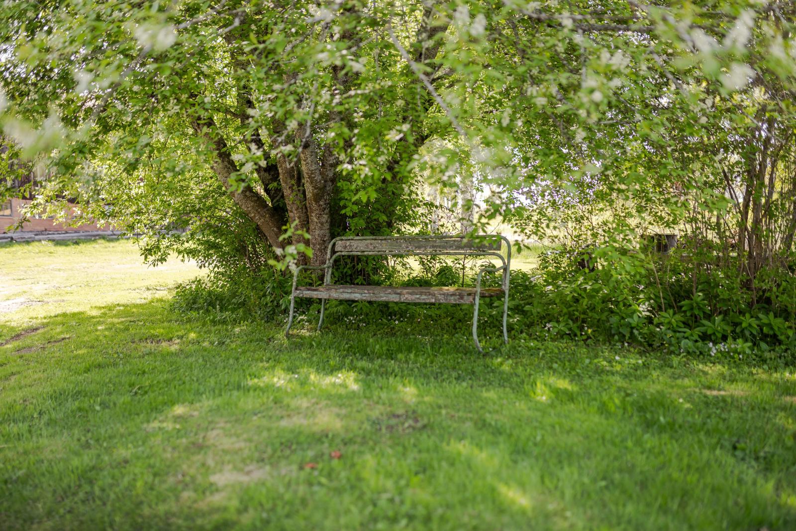 I trädgården
