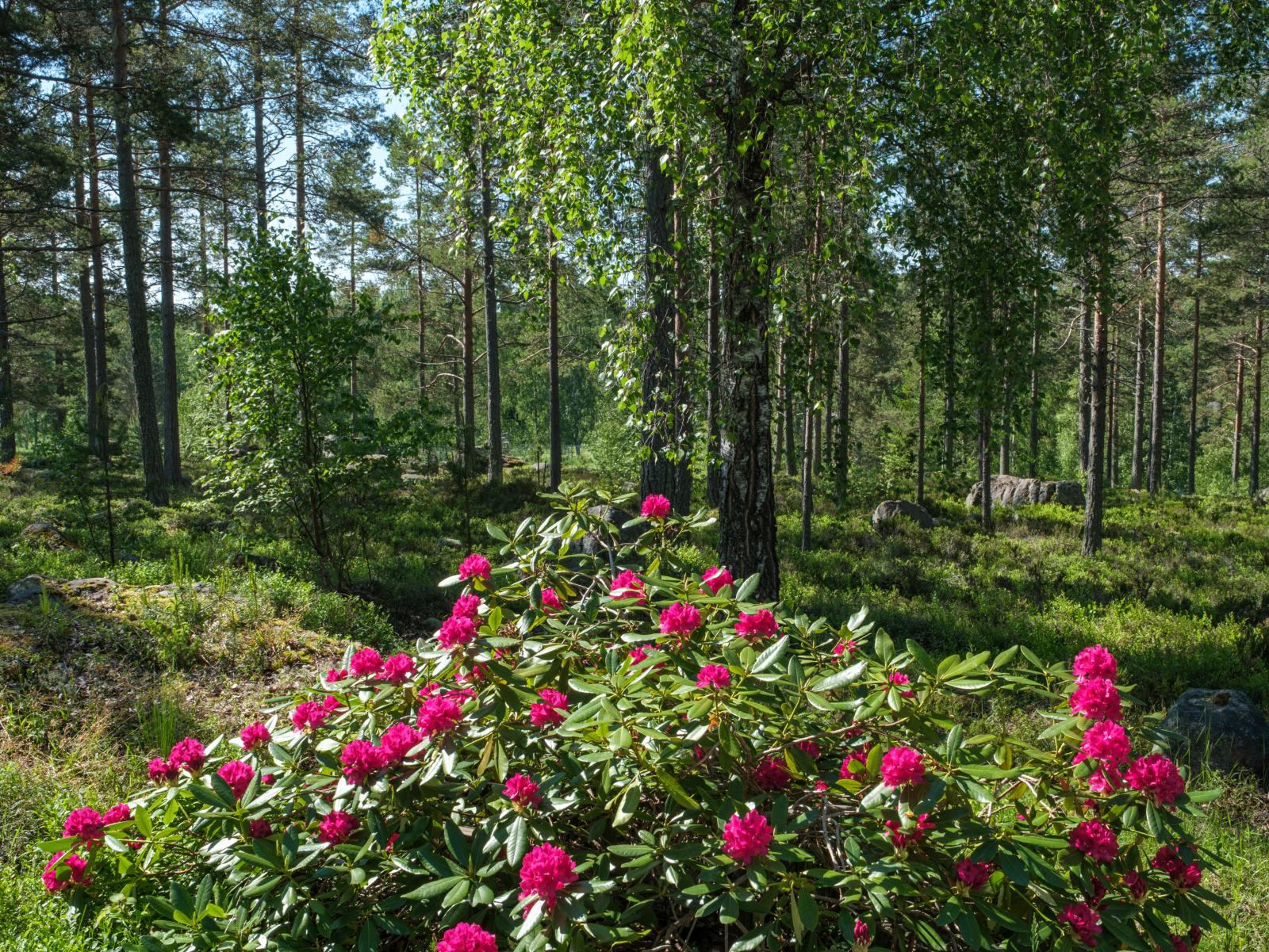 I trädgården