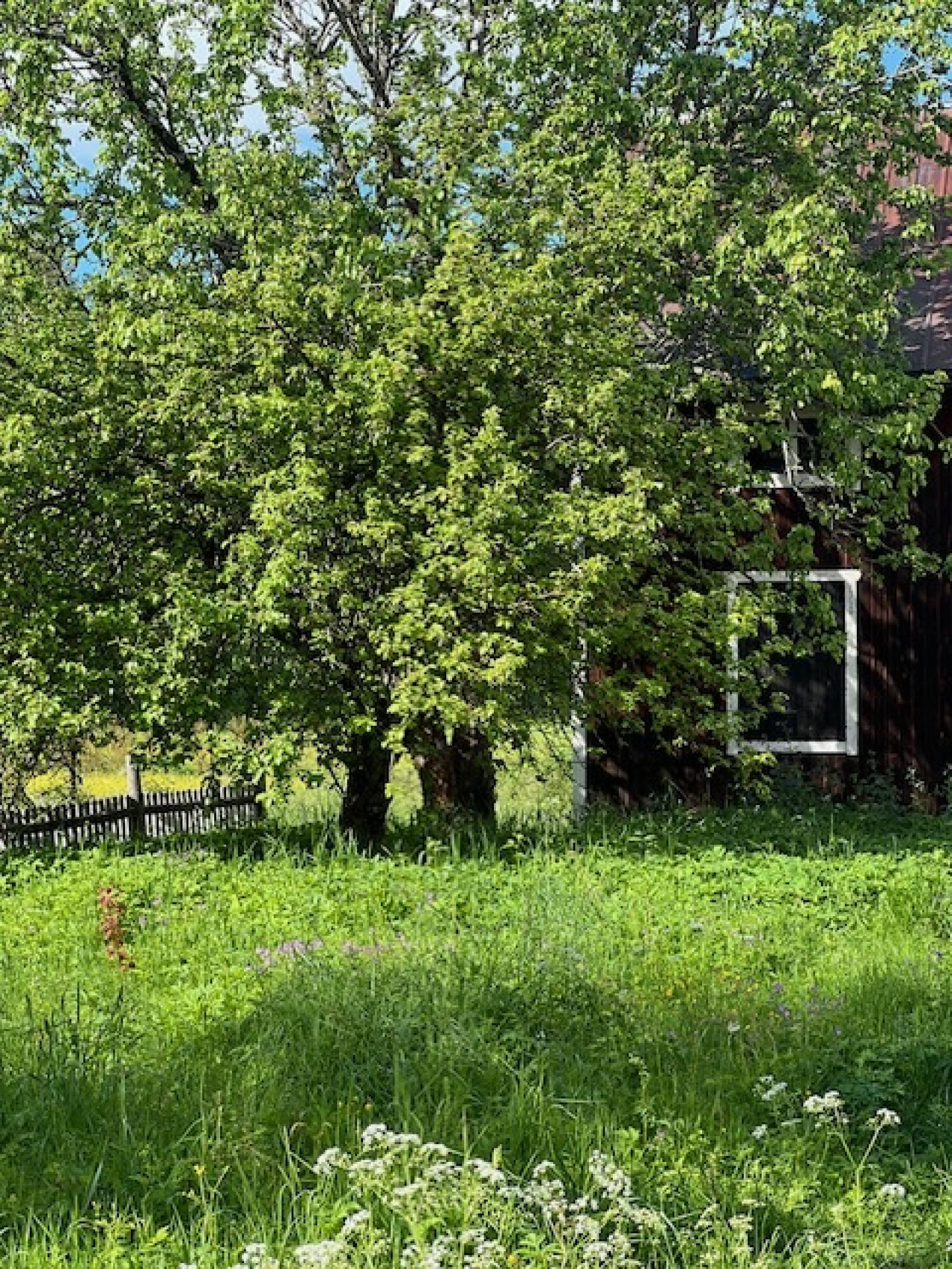 I trädgården