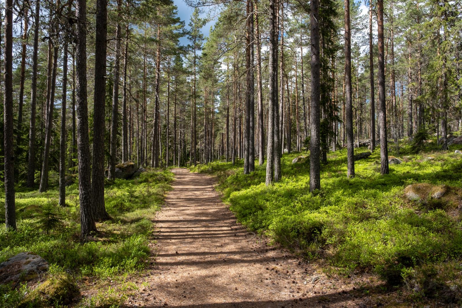 Stigen mot havet