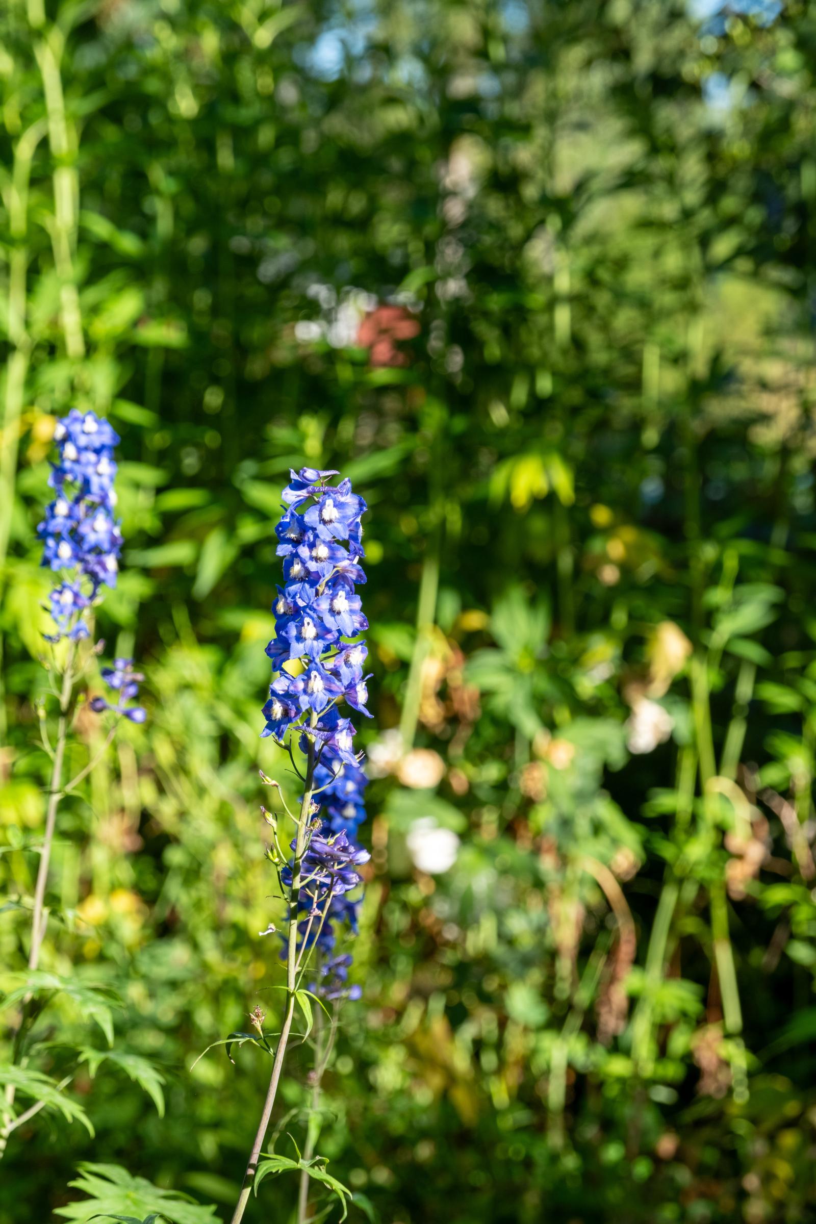 I trädgården