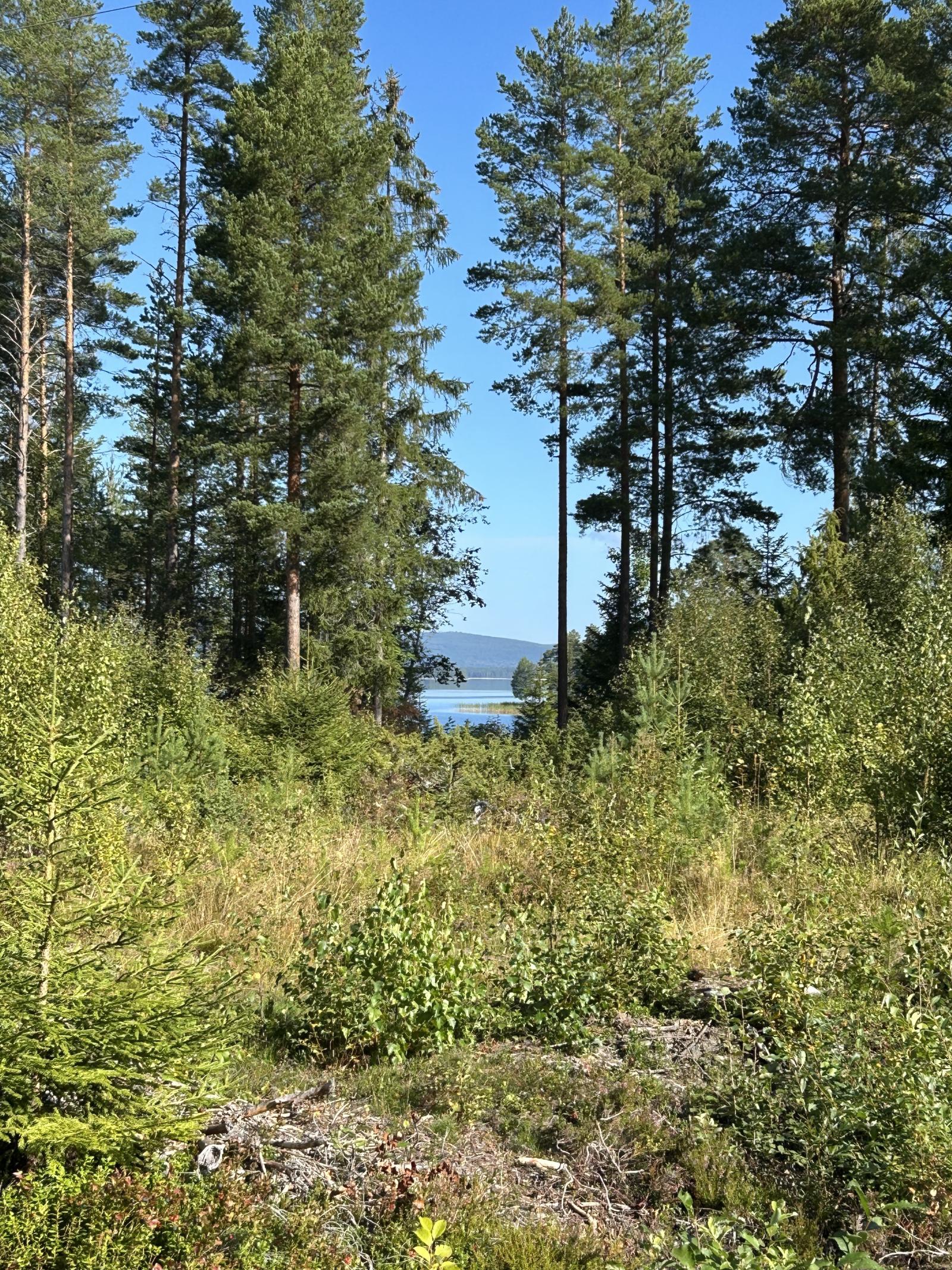 Utsikt från stugan