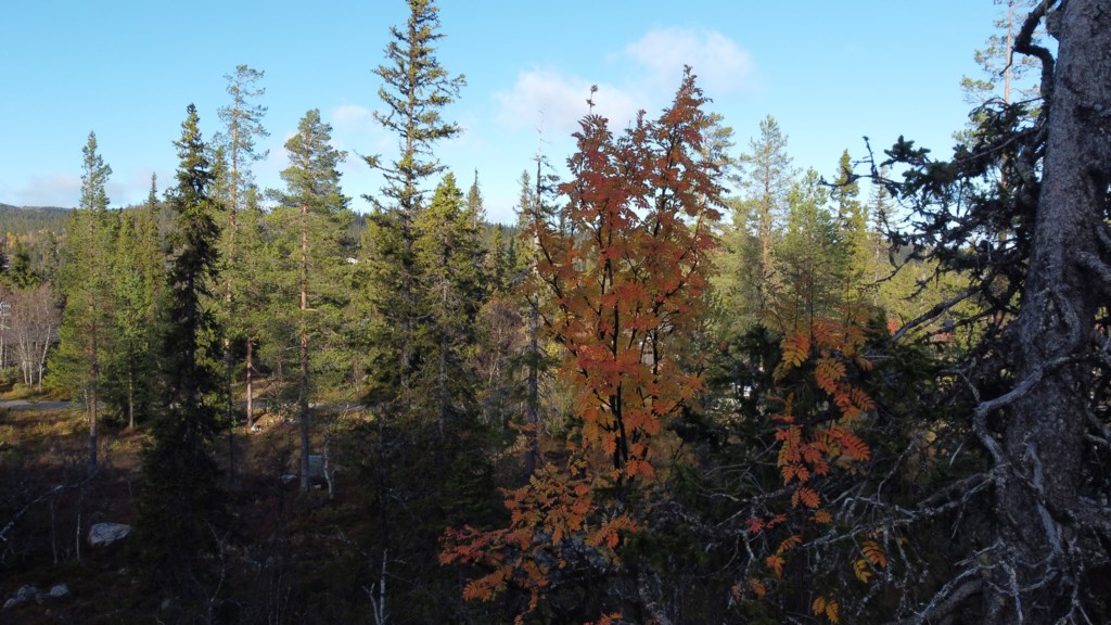 Vemdalsskalet Järvslingan